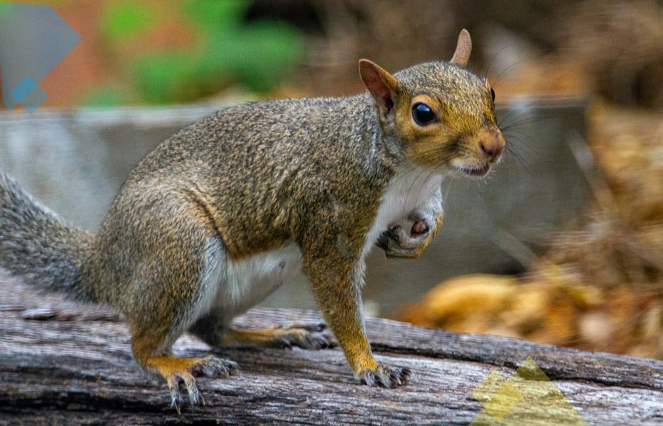 Comezón en la uretra: ardilla sosteniendo una nuez