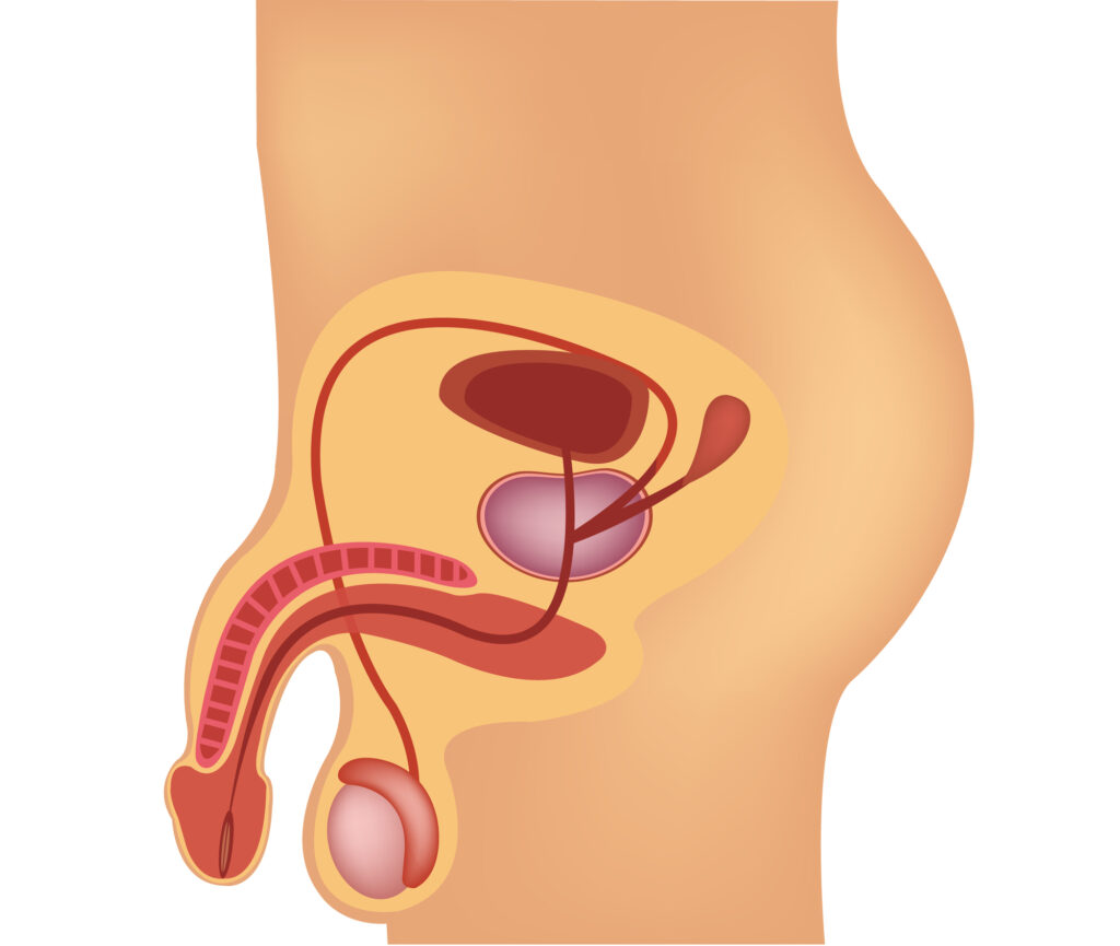 Desenho representando a anatomia peniana, é possível encontrar os corpos cavernosos, uretra, próstata, vesículas, escroto e bexiga. 