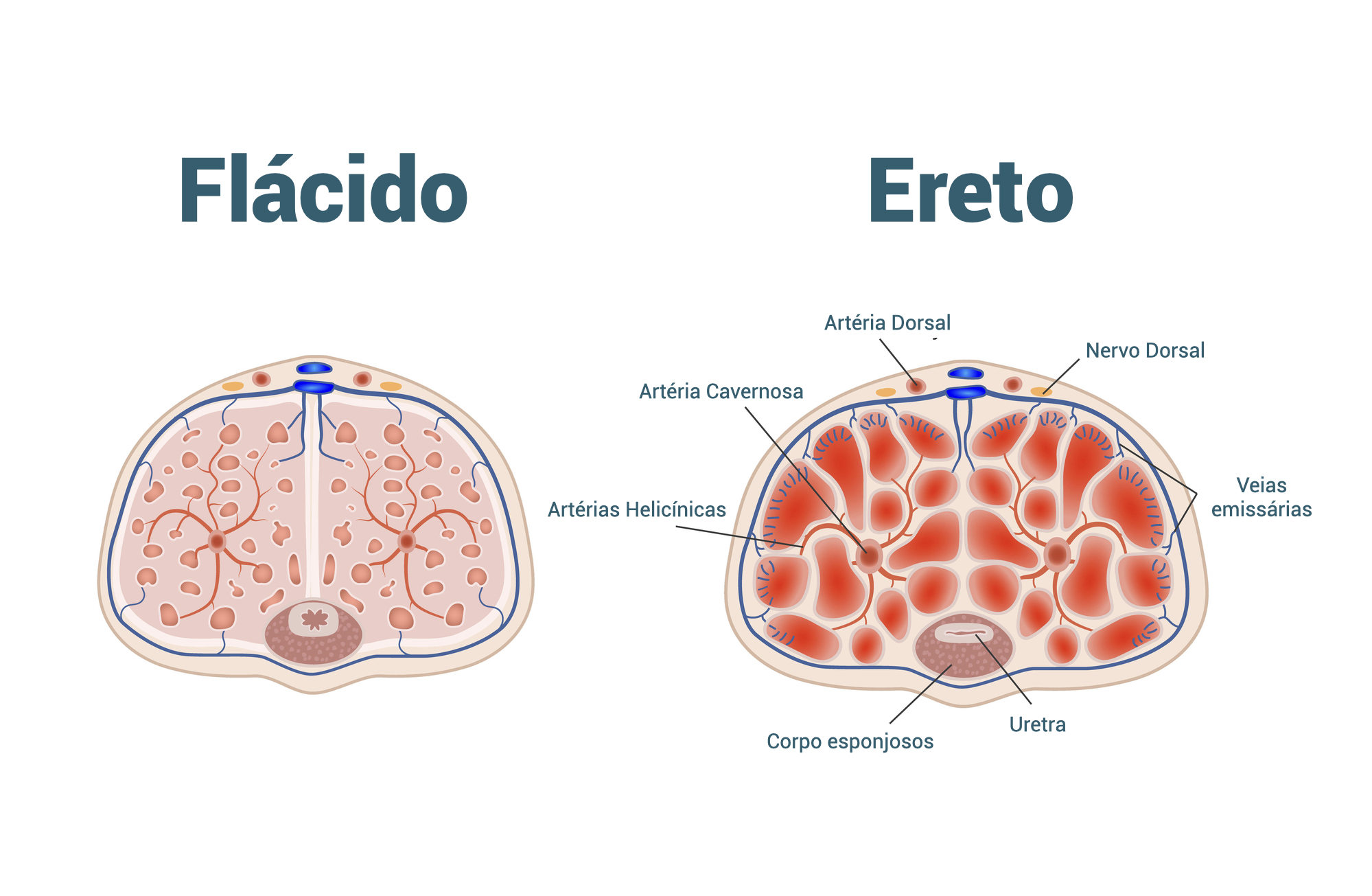 Porque O Pênis Fica Ereto - FDPLEARN