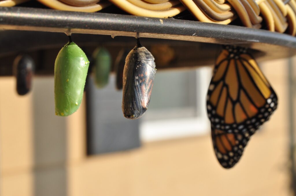 Fases da transformação em uma borboleta, do casulo ao inseto, representando as mudanças na excitação com prótese peniana