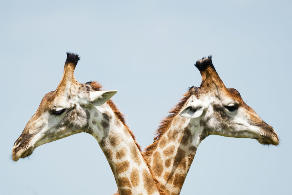 Fundo azul com duas girafas sendo mostradas com o rosto e uma parte do pescoço, uma de costas para a outra, olhado para a lateral da imagem, representando a cirurgia de reimplante de prótese peniana