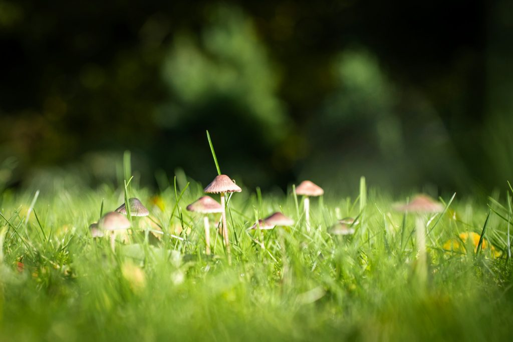 Garden with green grass and small mushrooms looking like light brown umbrellas symbolizing small penis