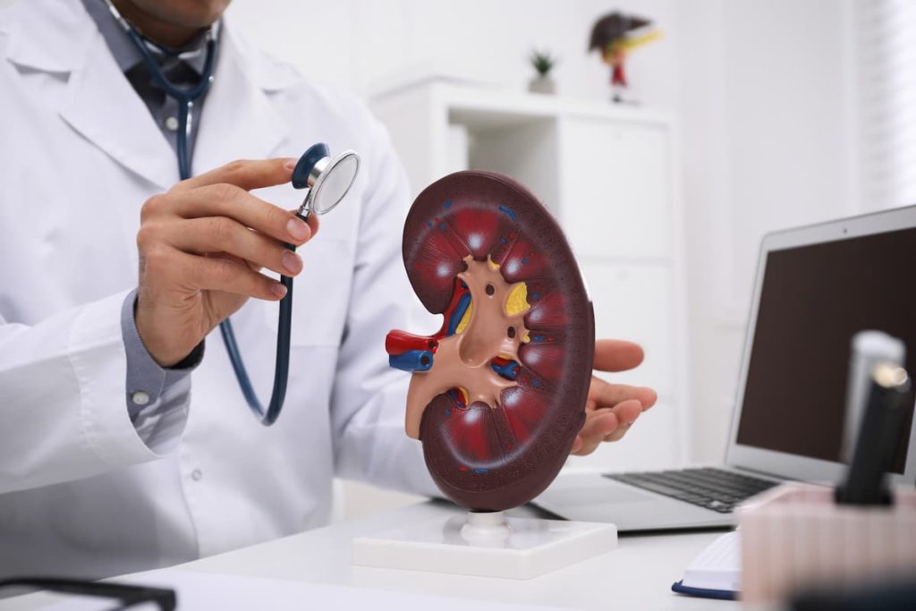 Consultório médico com móveis brancos desfocados ao fundo e à frente médico branco de jaleco branco com estetoscópio preto e cinza examina réplica de rim com insuficiência renal avermelhado sobre uma mesa branca com papeis e notebook investigando se insuficiência renal causa disfunção erétil