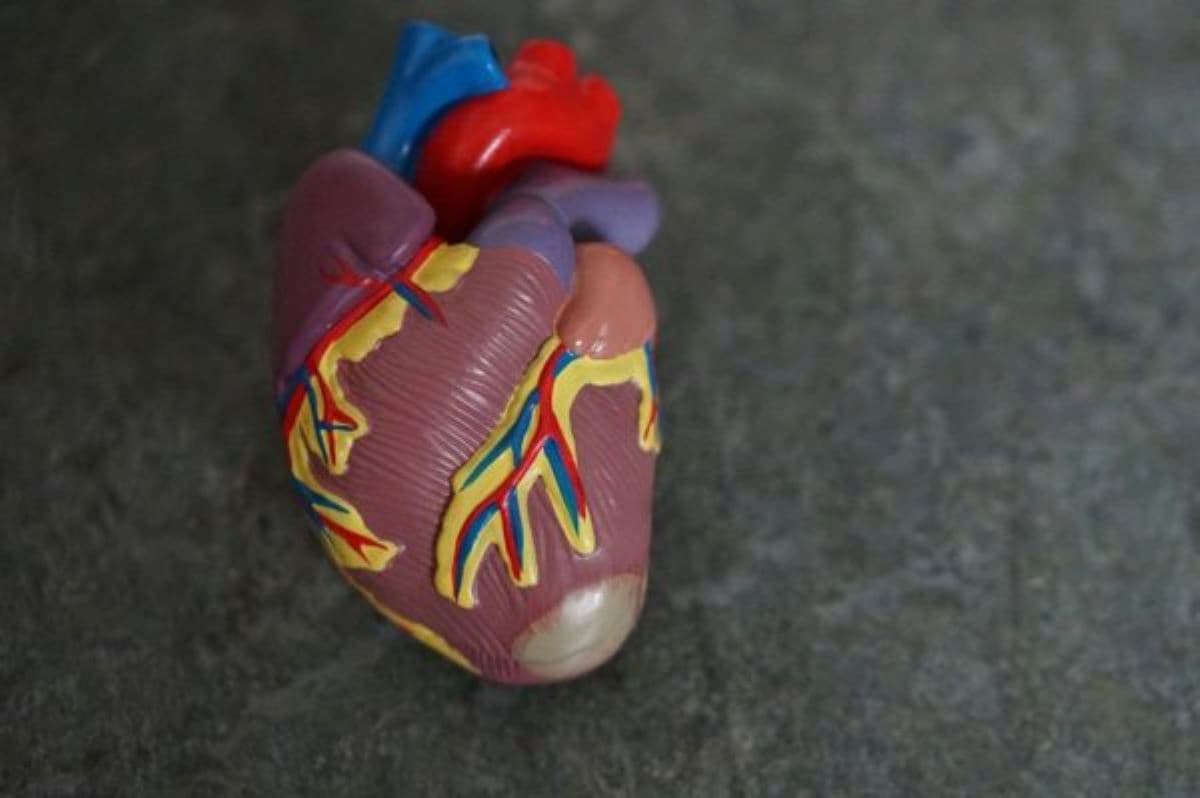 modelo de um coração de acrílico com suas artérias