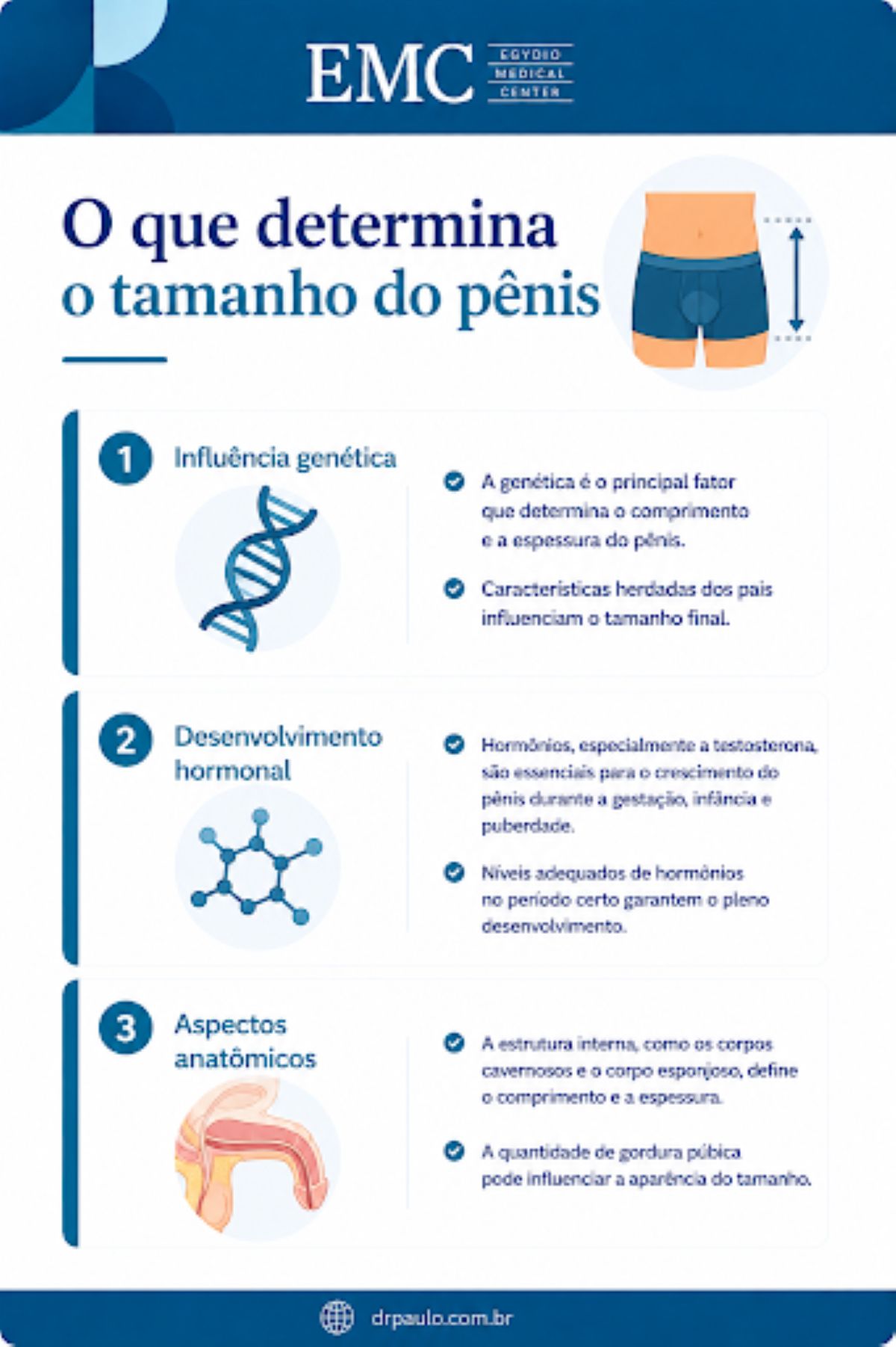 Infográfico com fatores que determinam o tamanho do pênis.
